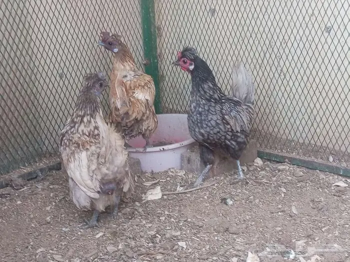 دجاج عربي حباحب 6