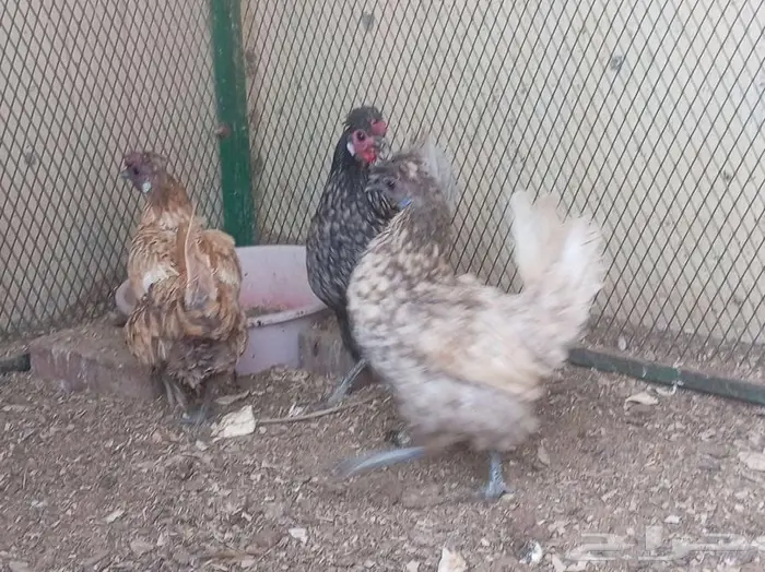 دجاج عربي حباحب 11