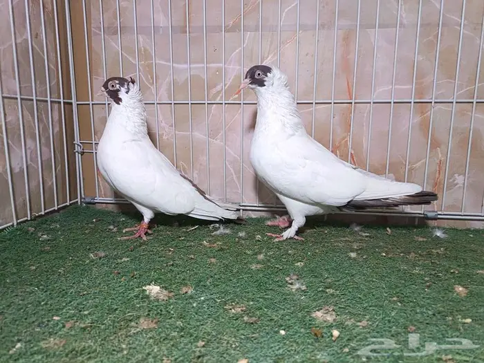 جوزين شغل هلمت 0