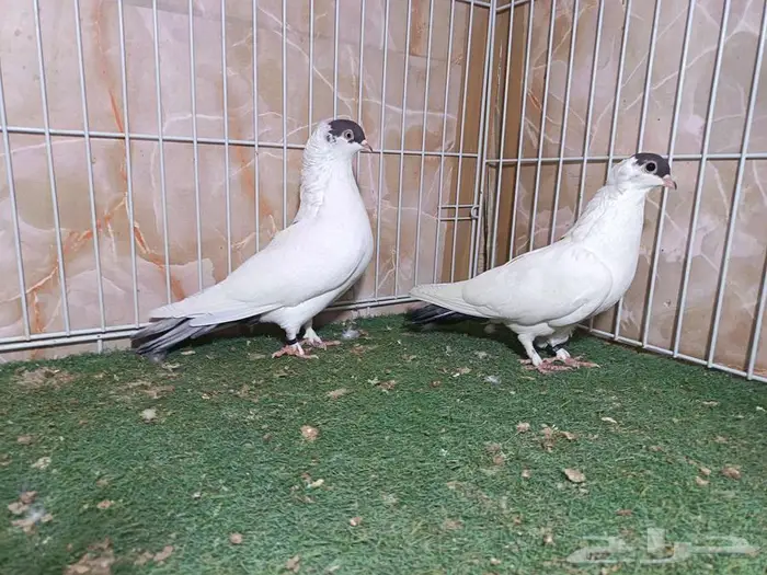 جوزين شغل هلمت 3