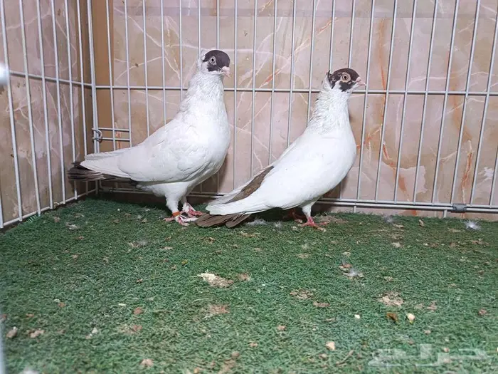 جوزين شغل هلمت 1