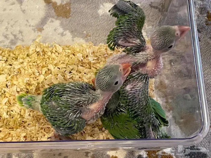 فروخ طيور درة هندي للبيع 0