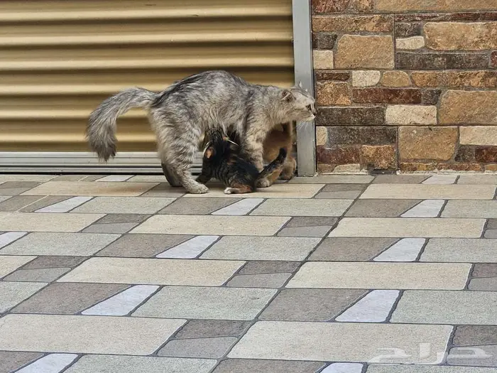 للتبني ام و اطفالها 4