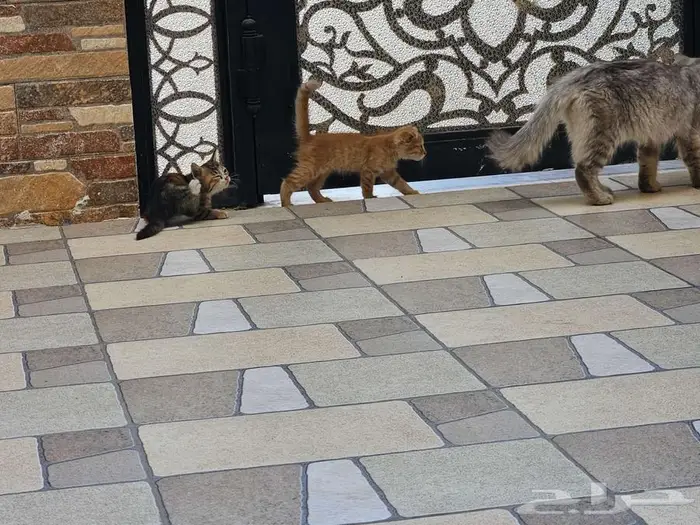 للتبني ام و اطفالها 5