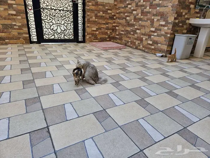 للتبني ام و اطفالها 6