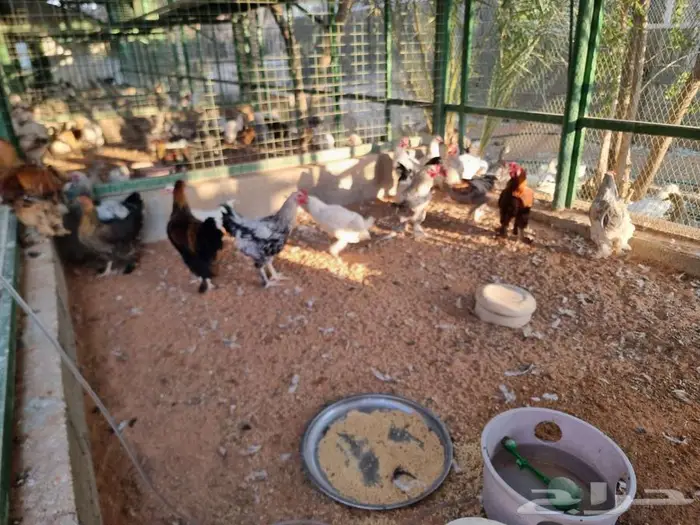 دجاج براهما جميع الالوان صحه واحجام ما شاء الله 0