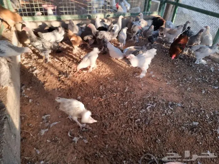 دجاج براهما جميع الالوان صحه واحجام ما شاء الله 2