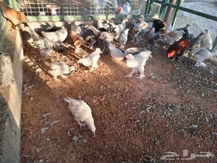 دجاج براهما جميع الالوان صحه واحجام ما شاء الله 7