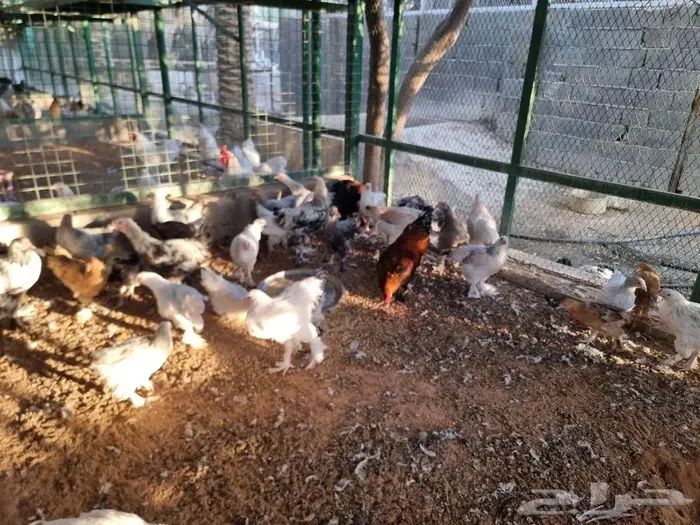 دجاج براهما جميع الالوان صحه واحجام ما شاء الله 1
