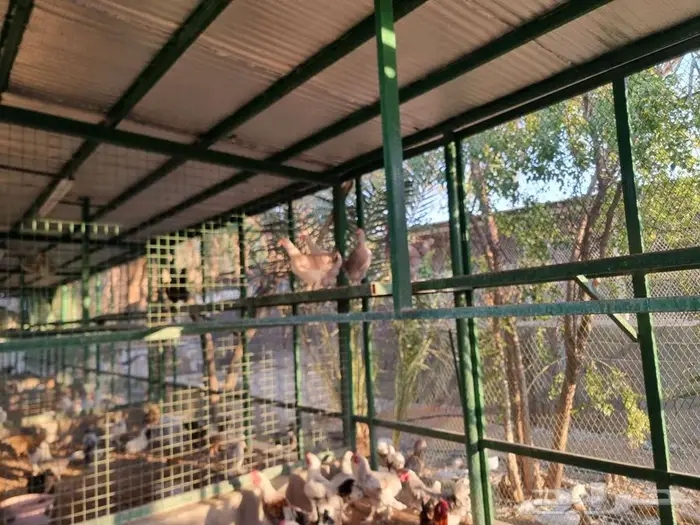 دجاج براهما جميع الالوان صحه واحجام ما شاء الله 6