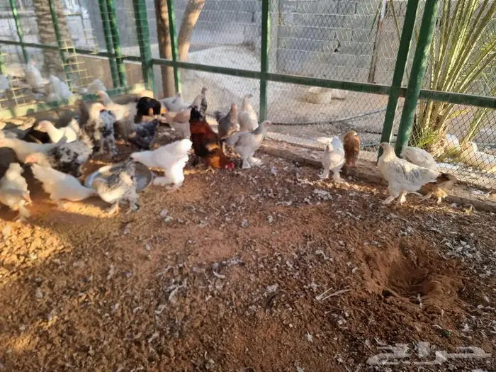 دجاج براهما جميع الالوان صحه واحجام ما شاء الله 3
