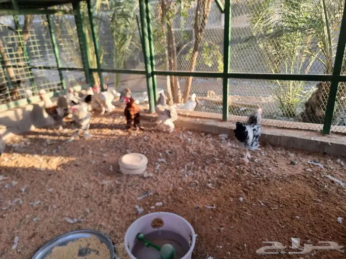 دجاج براهما جميع الالوان صحه واحجام ما شاء الله 5