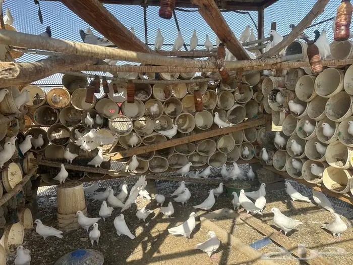 حمام فرنسي سوبر 0