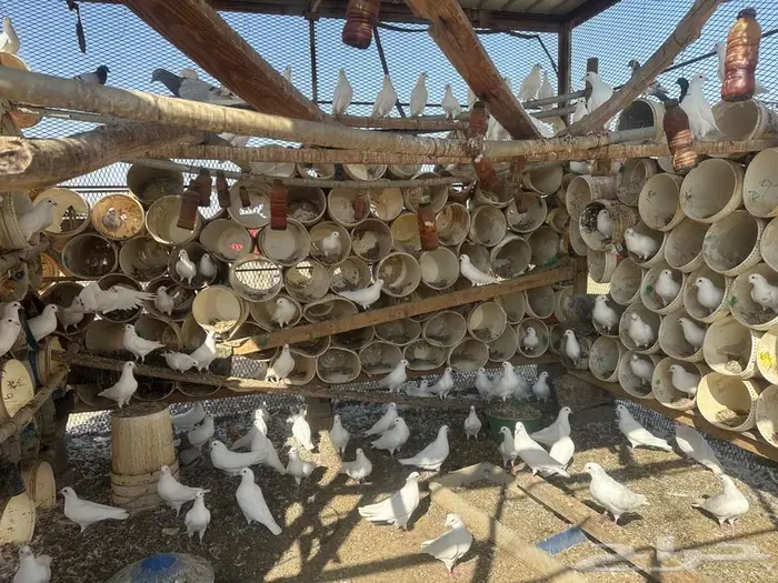 حمام فرنسي سوبر 1