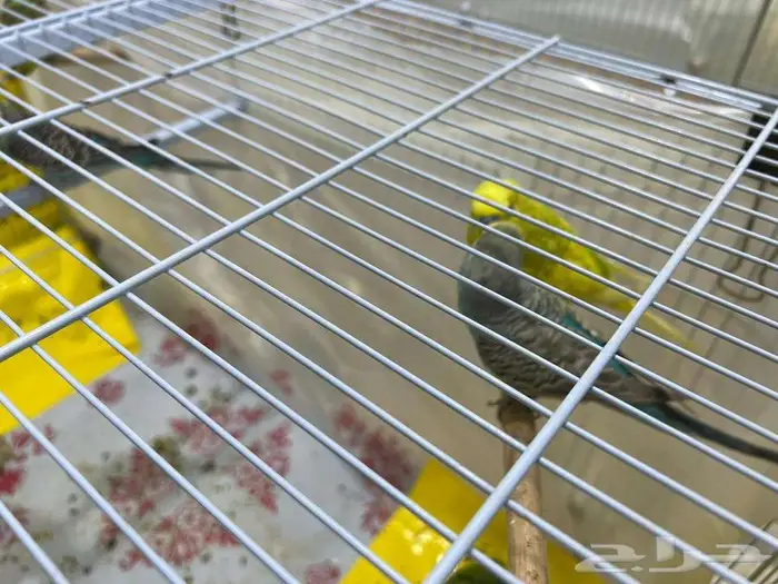 للبيع - طيور الحب البدجي عدد 12 2