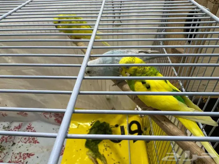 للبيع - طيور الحب البدجي عدد 12 0