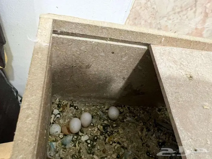 للبيع - طيور الحب البدجي عدد 12 7