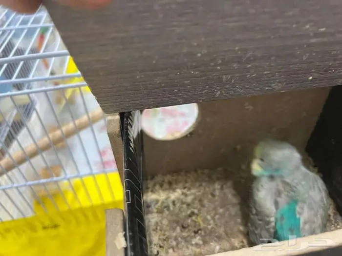 للبيع - طيور الحب البدجي عدد 12 1