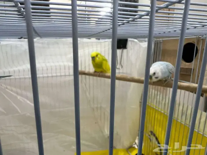 للبيع - طيور الحب البدجي عدد 12 8