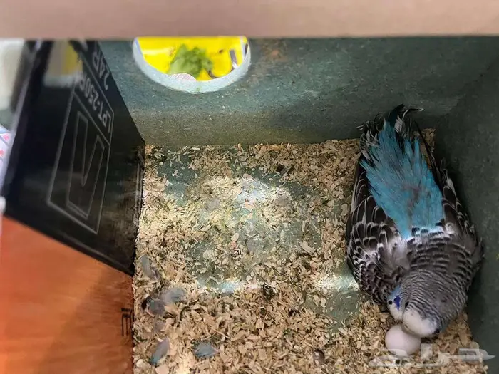 للبيع - طيور الحب البدجي عدد 12 5