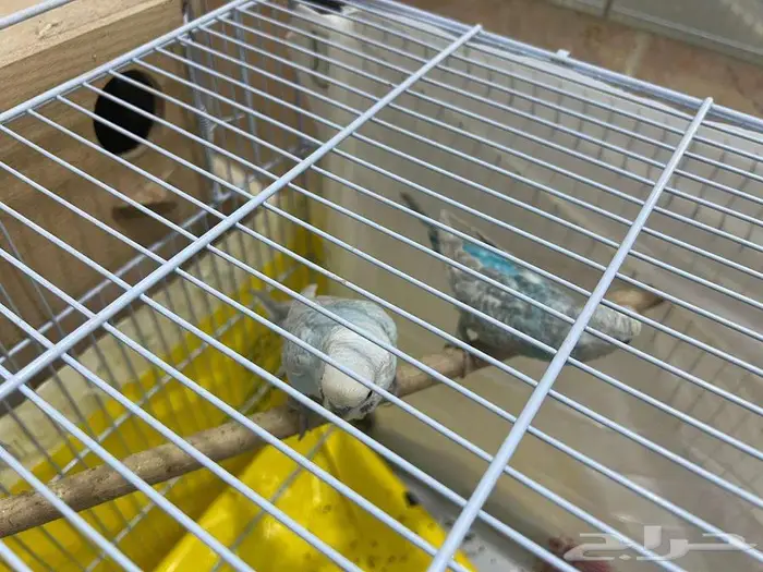 للبيع - طيور الحب البدجي عدد 12 3