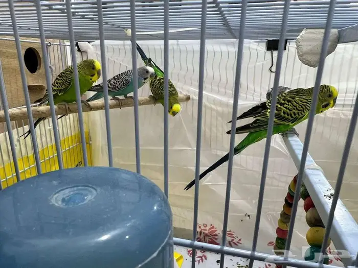 للبيع - طيور الحب البدجي عدد 12 4