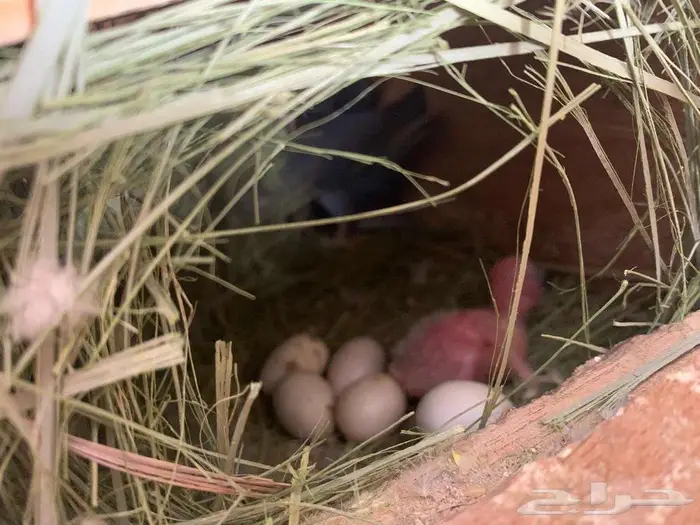 زوج طيور روز بالد منتج وصور الانتاج موجودة 3