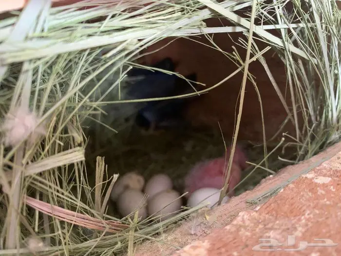 زوج طيور روز بالد منتج وصور الانتاج موجودة 2