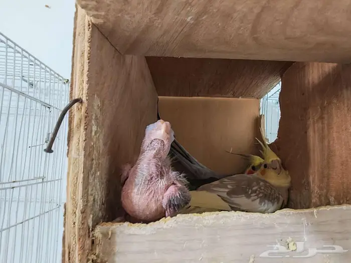 زوج كروان مع فرخه 0