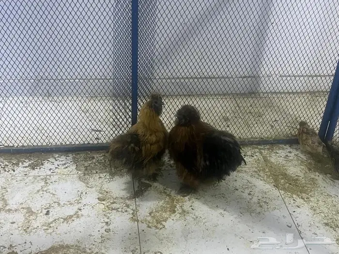 ديك ودجاج قطني 1