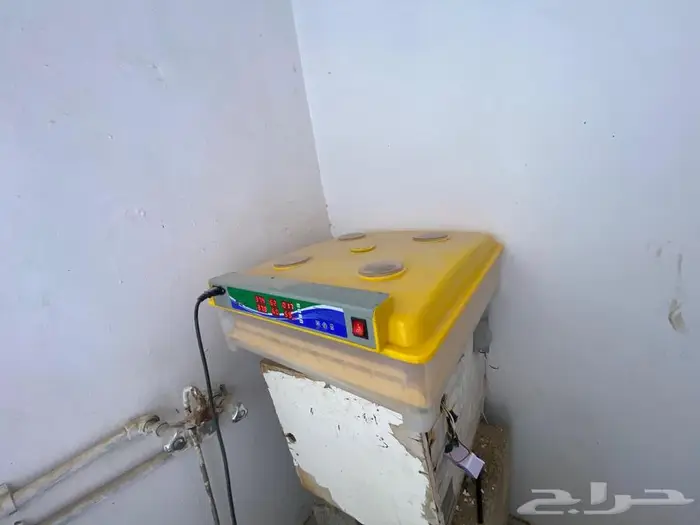 فقاسة . 99 بيضه. فل اوتوماتيك. ودجاج رومي 0