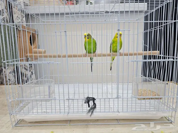 بادجي للبيع بكامل ملحقاته ب 200 ريال فقط 2