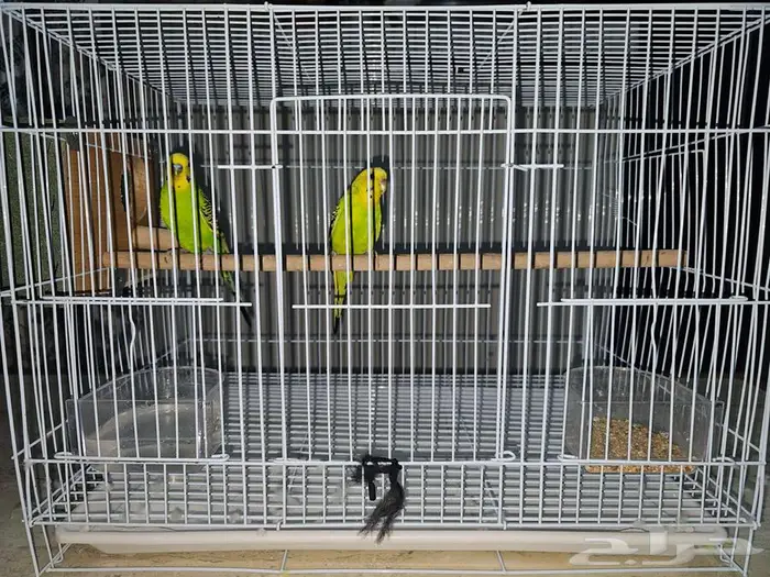 بادجي للبيع بكامل ملحقاته ب 200 ريال فقط 3