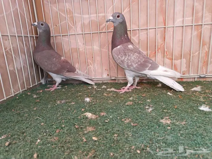 ثلاث ذكور سباق أحمر أبرق واثنين حمر 2