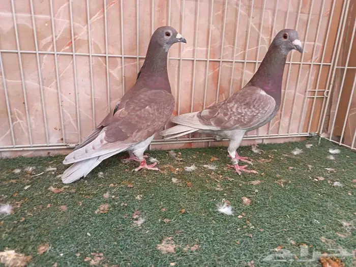 ثلاث ذكور سباق أحمر أبرق واثنين حمر 3