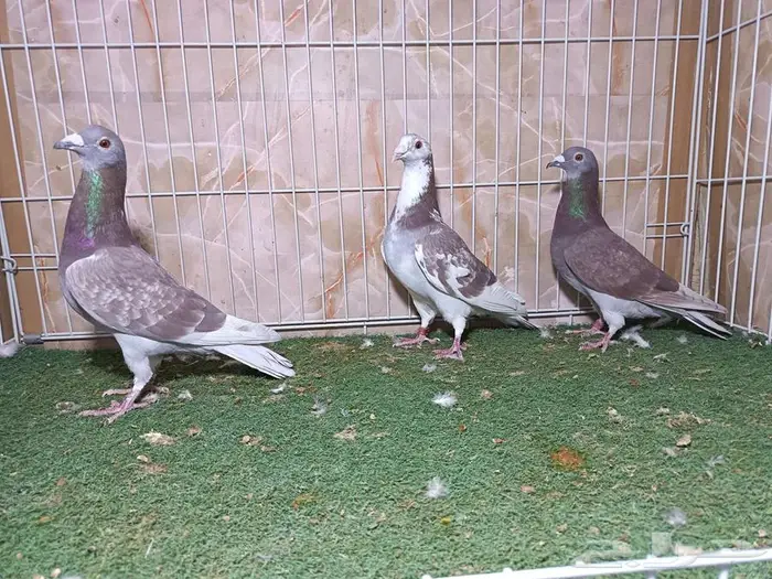 ثلاث ذكور سباق أحمر أبرق واثنين حمر 4