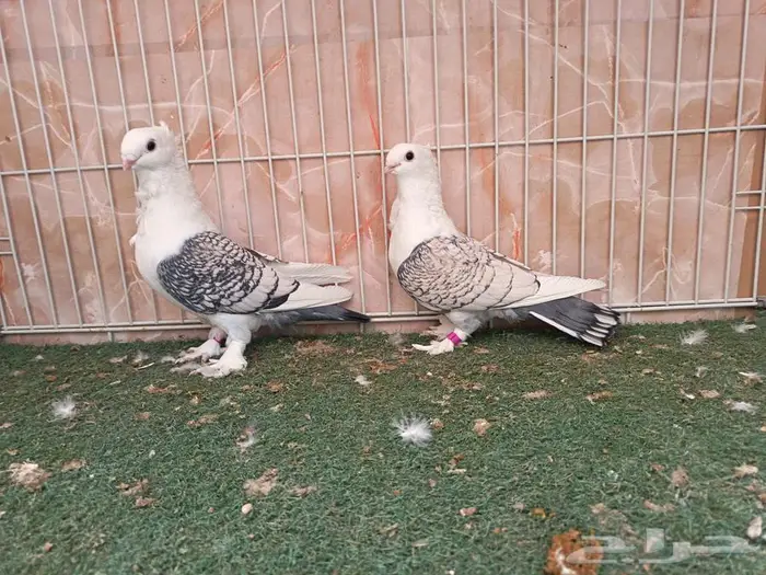 ثلاثة أجواز حب رمان 2