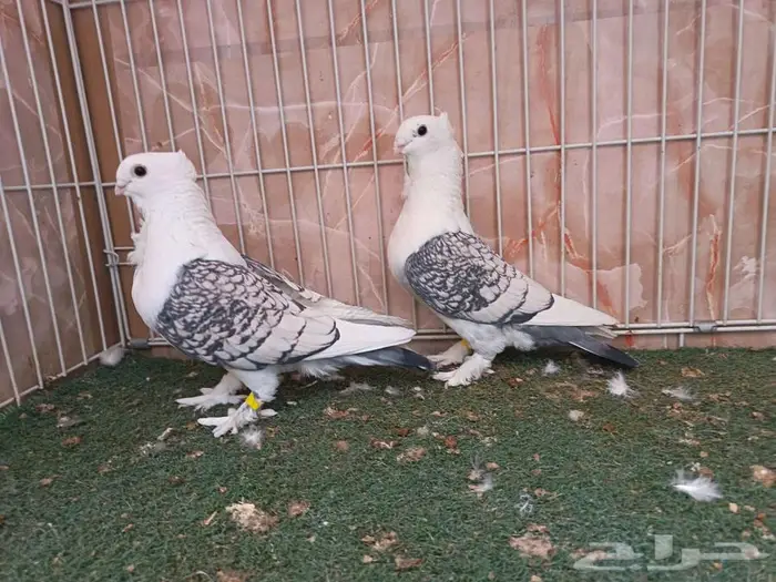 ثلاثة أجواز حب رمان 0