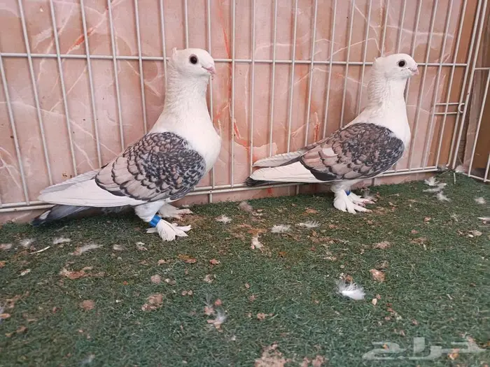 ثلاثة أجواز حب رمان 1