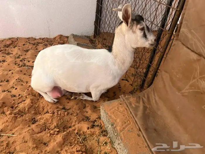 عنز هجين قزمي 4