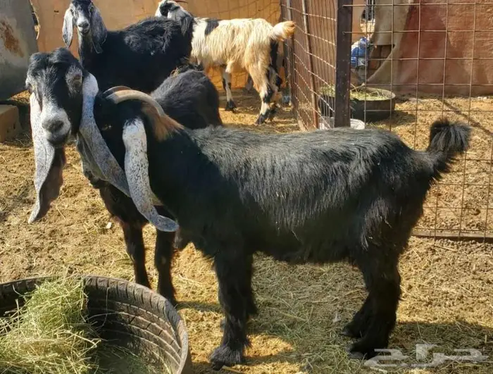 5 معزاء عوارض طيبات بالحيل 2