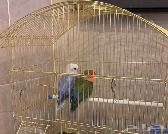 عصافير روز 1