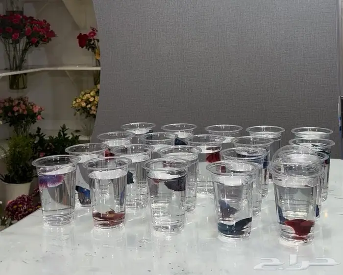 اسماك الفايتر للبيع 1