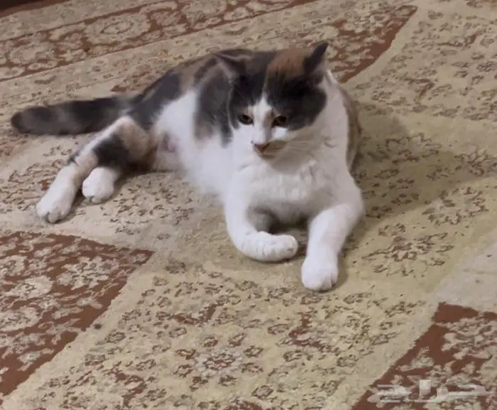 قطة حامل للتبني 0