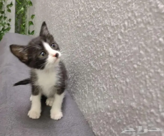 قطط كتن للتبني 0