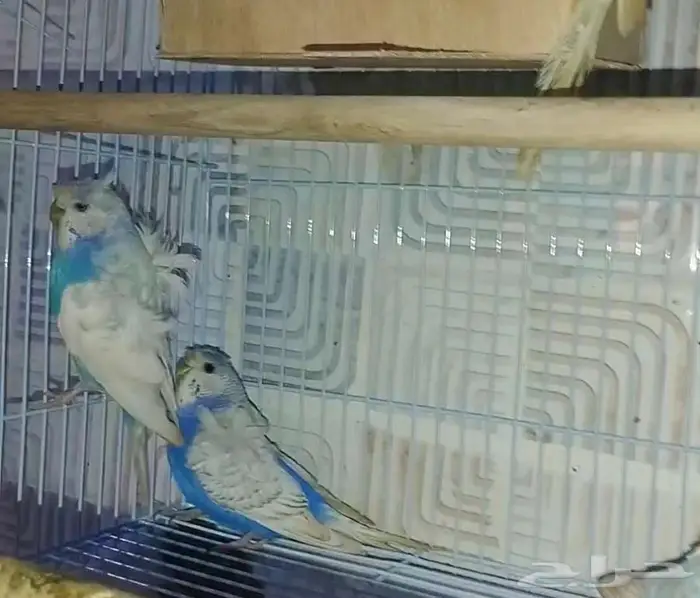 جوزين بادجي هوقن وذكر انجليزي منتجه شرط 2