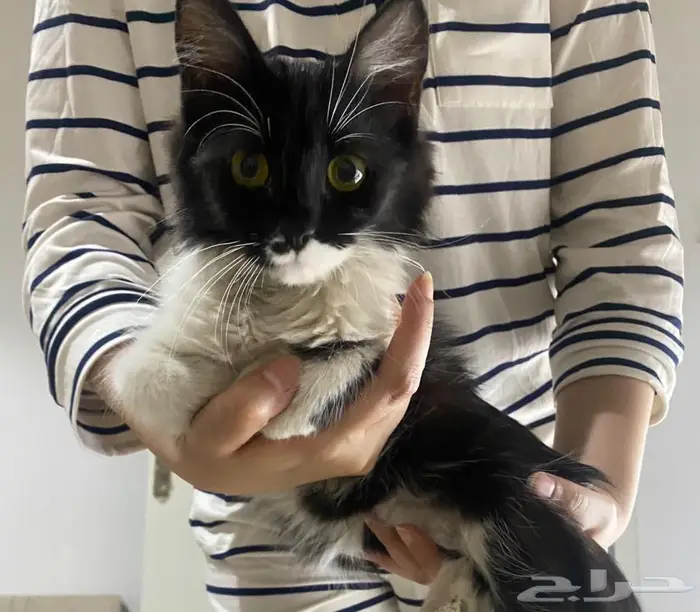 قطه انثى جميله وكيوت تبني 0