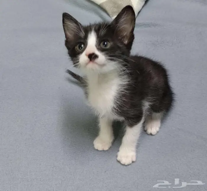 قطط كتن للتبني 1