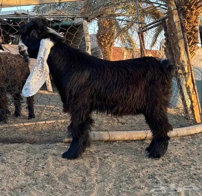 تيس عارضي طيب 1 0