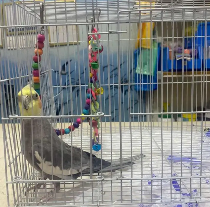 طير كروان ذكر 150 0